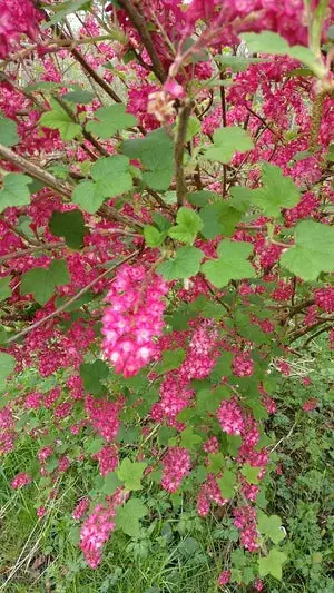 Pulborough Scarlet Flowering Currant 1