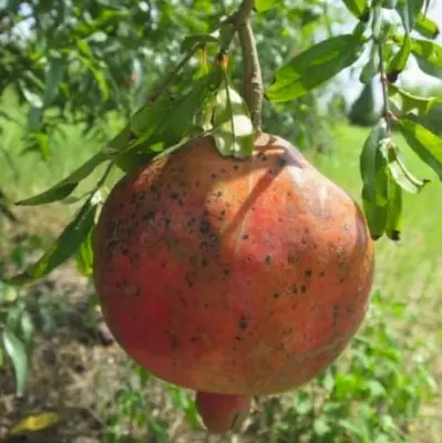 Punica Granatum 'Shirin Pust Ghermez Saveh' – Sweet Red Pomegranate From Saveh 1
