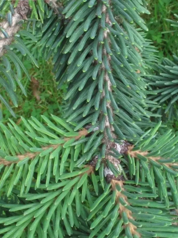Purple Likiang Spruce – Picea Likiangensis 'Purpurea' 1