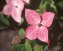 Radiant Rose Kousa Dogwood 1