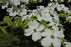 Rainbow Flowering Dogwood (Cornus Florida 'Rainbow') 1