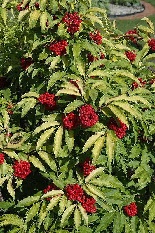 Red-Berried Elder (Sambucus Racemosa) 1