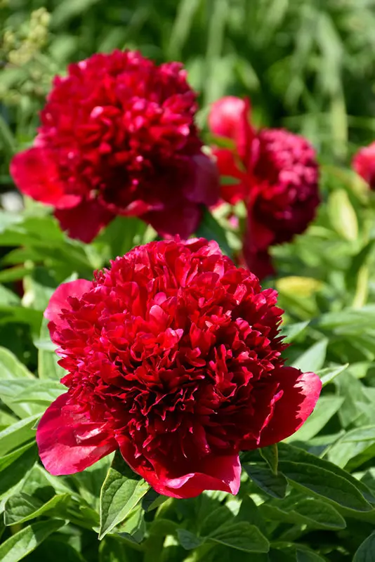'Red Charm' Herbaceous Peony (Paeonia Lactiflora) 1