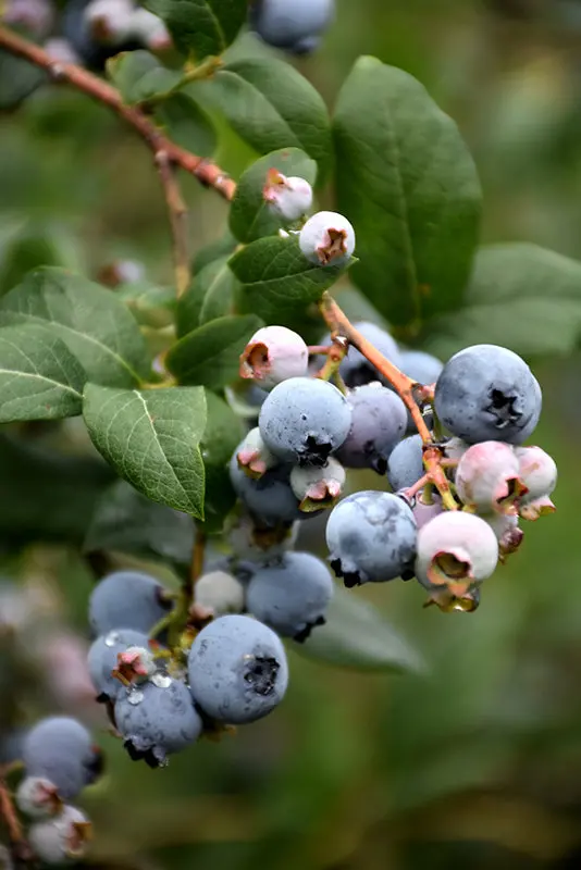Reka Blueberry (Vaccinium 'Reka') 1