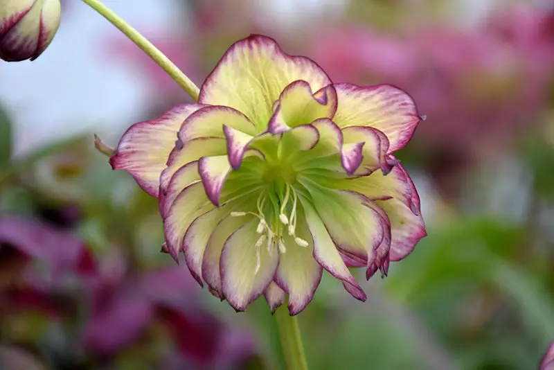 Rose Quartz Winter Hellebore (Helleborus Winter Jewels 'Rose Quartz') 1