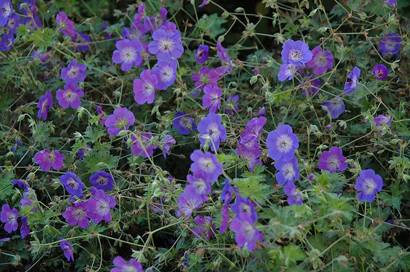 Rozanne Cranesbill Geranium (Geranium 'Rozanne') 1