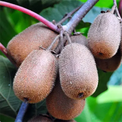 Saanichton Kiwi Vine (Actinidia Deliciosa 'Saanichton') 1