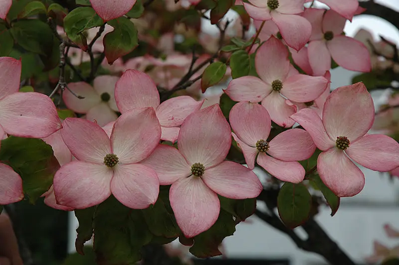 Satomi Chinese Dogwood (Cornus Kousa 'Satomi') 1