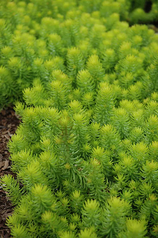 Sedum Rupestre 'Angelina' – Golden Stonecrop 1