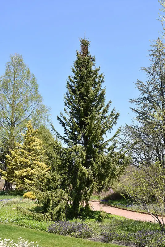 Serbian Spruce (Picea Omorika) 1