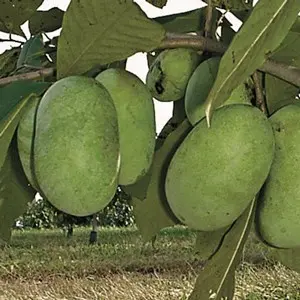Shenandoah Pawpaw (Asimina Triloba 'Shenandoah') 1