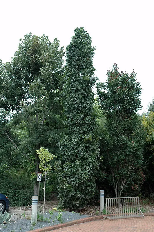 Slender Silhouette Sweetgum (Liquidambar Styraciflua Cultivar) 1