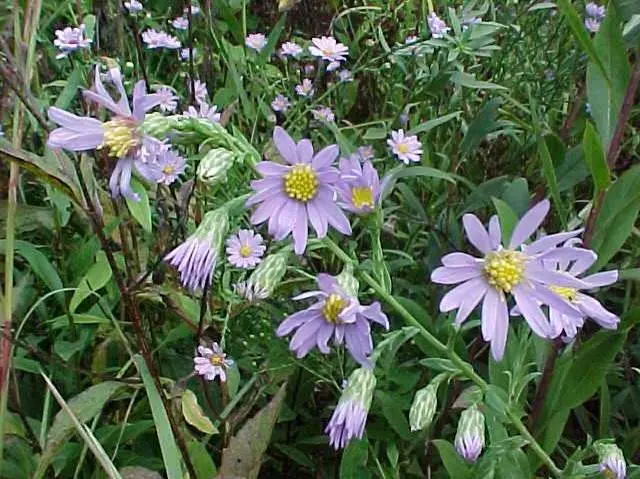 Smooth Aster (Symphyotrichum Laevis) 1