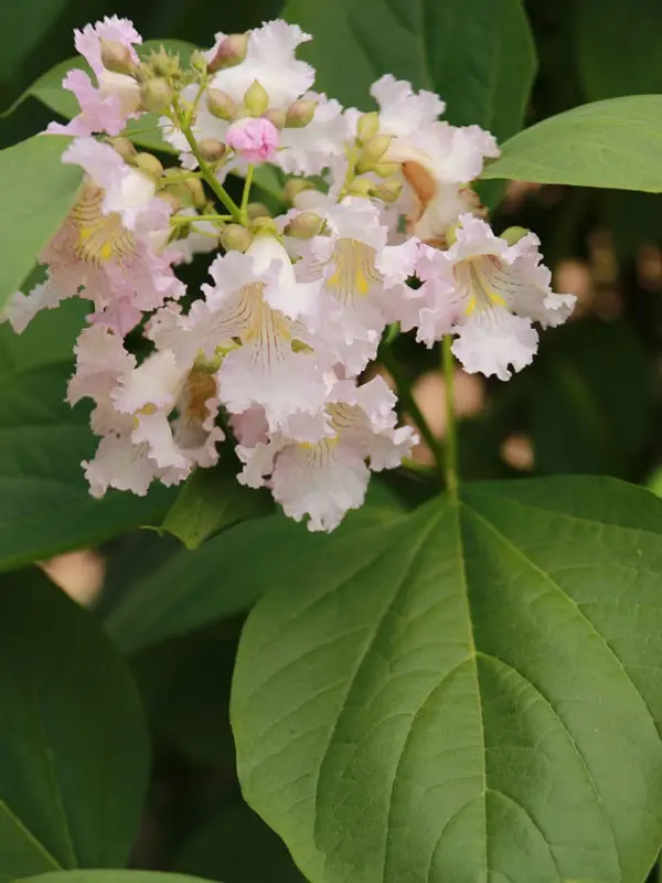 Strawberry Moon Chitalpa (Chitalpa Tashkentensis 'Strawberry Moon') 1
