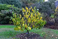 Sunflower Pawpaw (Asimina Triloba 'Sunflower') 1