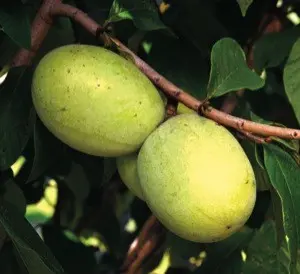 Susquehanna Pawpaw (Asimina Triloba 'Susquehanna') 1