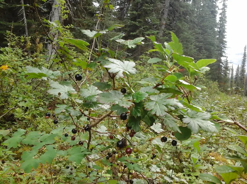 Swamp Currant (Ribes Lacustre) 1