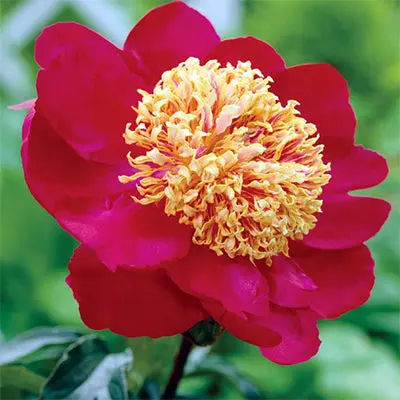 'Sword Dance' Double-Flowered Peony (Paeonia Lactiflora) 1
