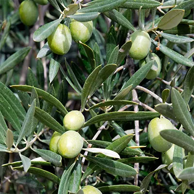Taggiasca Olive Tree – Italian Dual-Purpose Olive Cultivar 1
