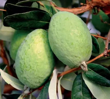 Takaka Pineapple Guava (Acca Sellowiana 'Takaka') 1