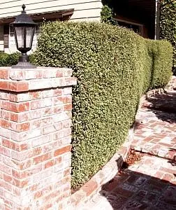 Tenuifolium Pittosporum 'Silver Sheen' - Compact Evergreen Shrub With Silvery Foliage 1