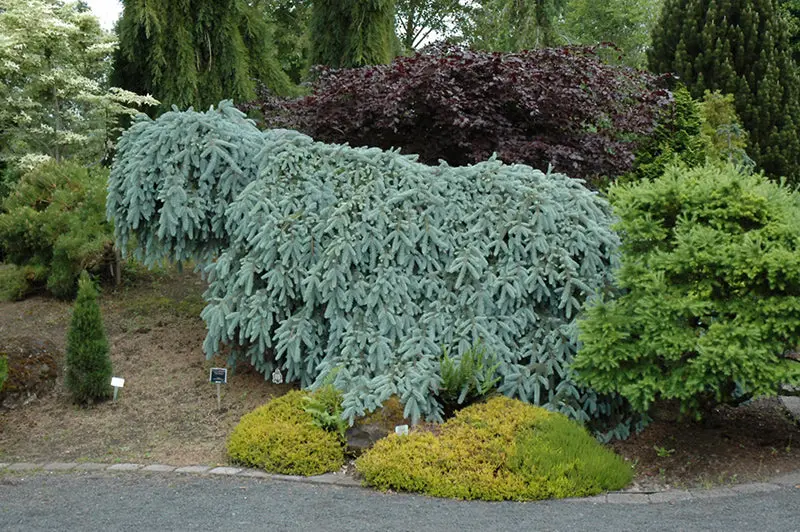 The Blues Colorado Blue Spruce (Picea Pungens Cultivar) 1