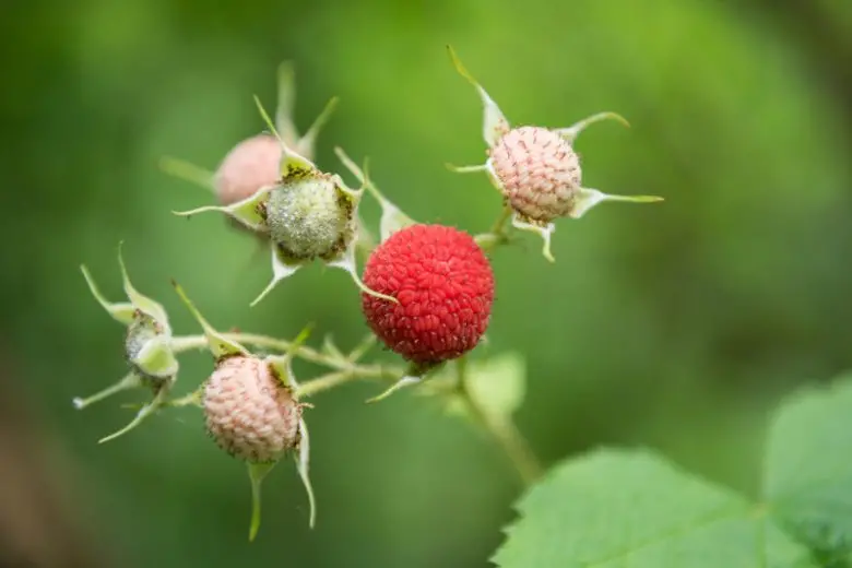 Thimbleberry – Pacific Northwest Native Shrub 1