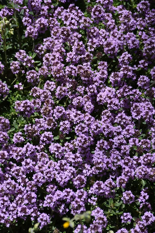 Thymus 'Pink Chintz' – Pink Creeping Thyme 1