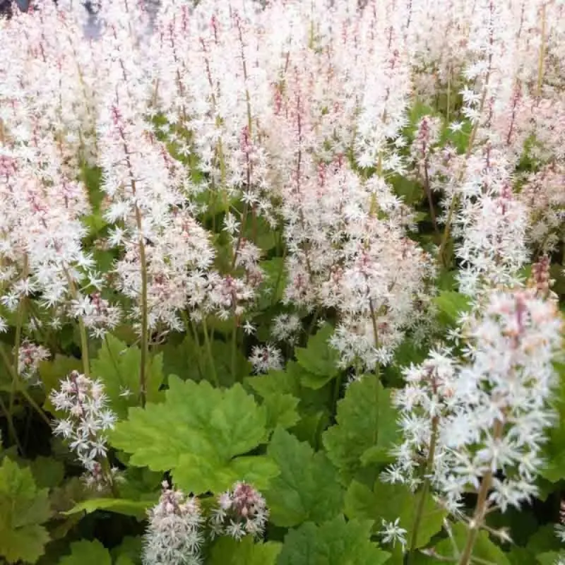 Tiarella Cordifolia 'Tiger Stripe' – Foamflower 1