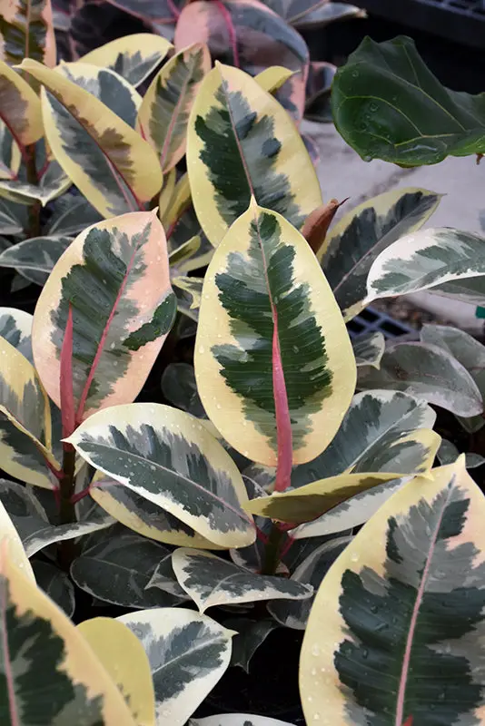 Tineke Rubber Plant (Ficus Elastica) 1