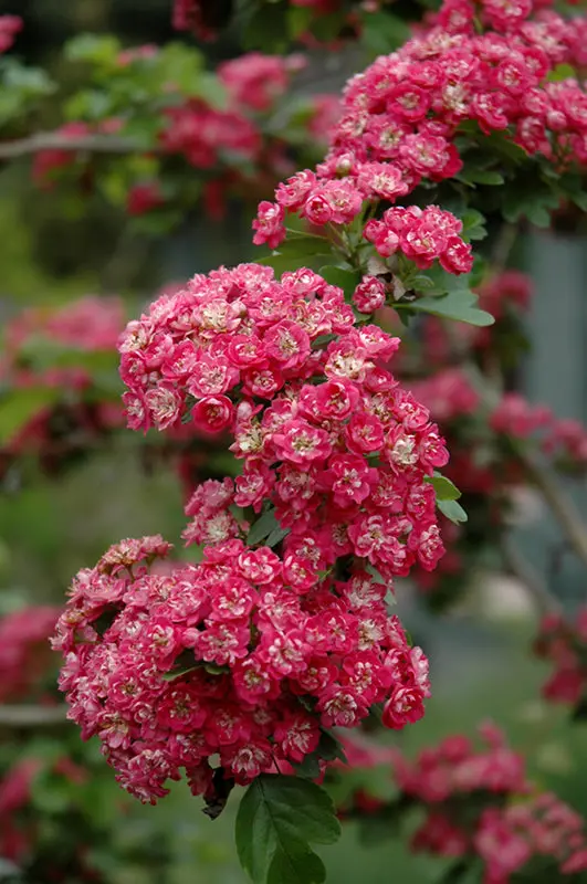 Toba Hawthorn 1