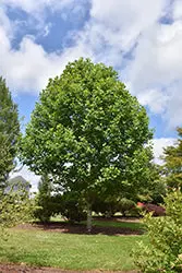Tulip Tree 'Emerald City' — Liriodendron Tulipifera Cultivar 1