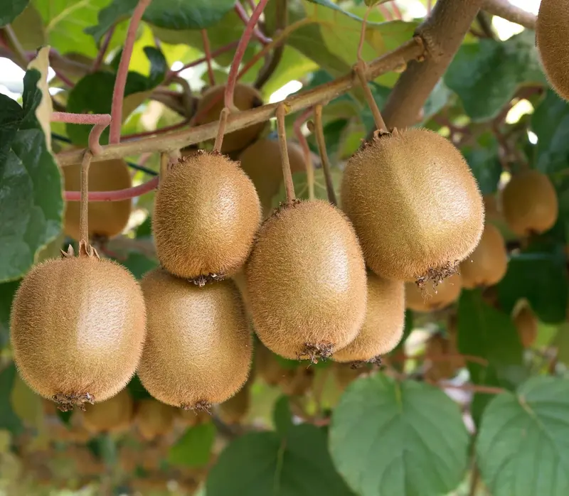 Vincent Hardy Kiwi Vine (Actinidia Chinensis Male Pollinator) 1