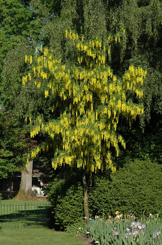 Vossii Laburnum (Laburnum × Watereri 'Vossii') 1