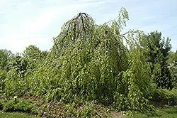 Weeping European Beech (Fagus Sylvatica 'Pendula') 1