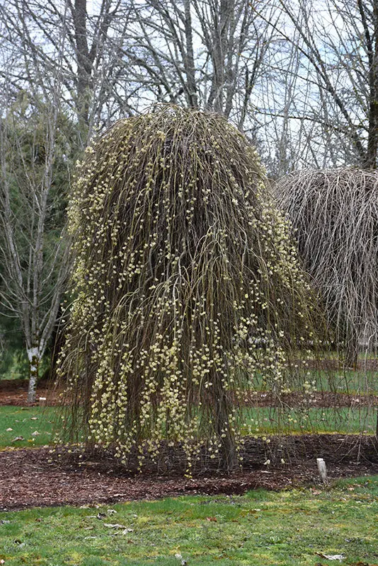 Weeping Pussy Willow (Salix Caprea 'Pendula') 1