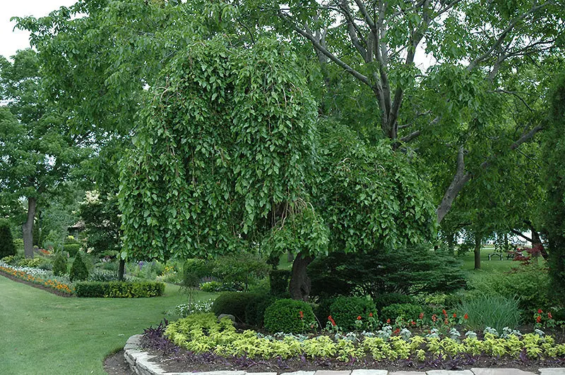 Weeping White Mulberry 'Pendula' – Ornamental Mulberry Tree 1