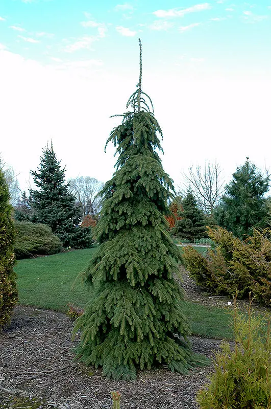 Weeping White Spruce 'Pendula' – Graceful Conical Conifer 1