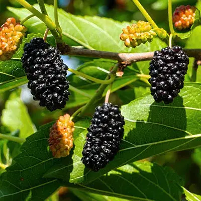 White Mulberry 'Ik Soo Bong' – Korean Mulberry Variety 1