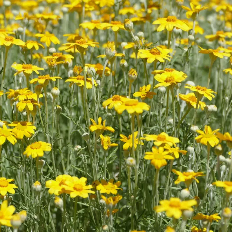 Woolly Sunflower (Eriophyllum Lanatum) 1