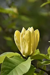 Yellow Bird Magnolia – Fragrant Yellow Hybrid Magnolia 1