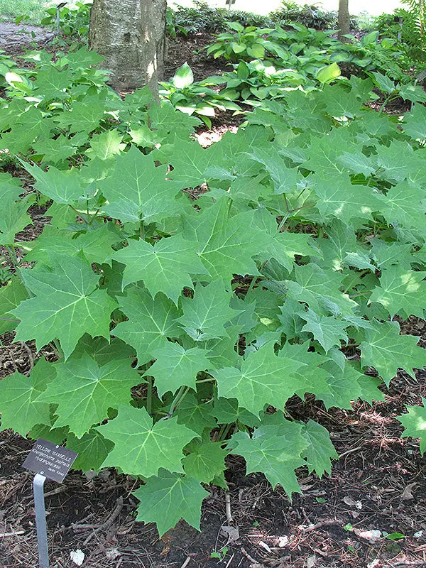 Yellow Waxbells (Kirengeshoma Palmata) 1